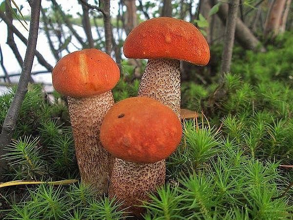 погода ,  грибы
