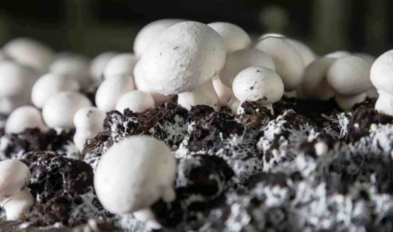 Жительница Волынской области выращивает грибы в квартире