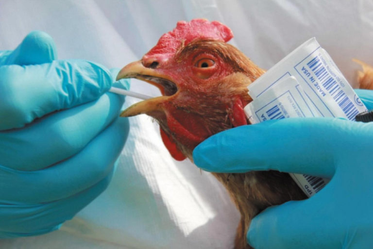В Николаевской области обнаружен грипп птицы