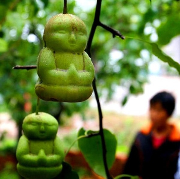 Китайский фермер вырастил груши, которые напоминают кукол