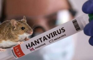 хантавирус