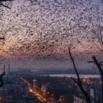 Хмари птахів у небі