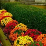 Хризантемы в саду