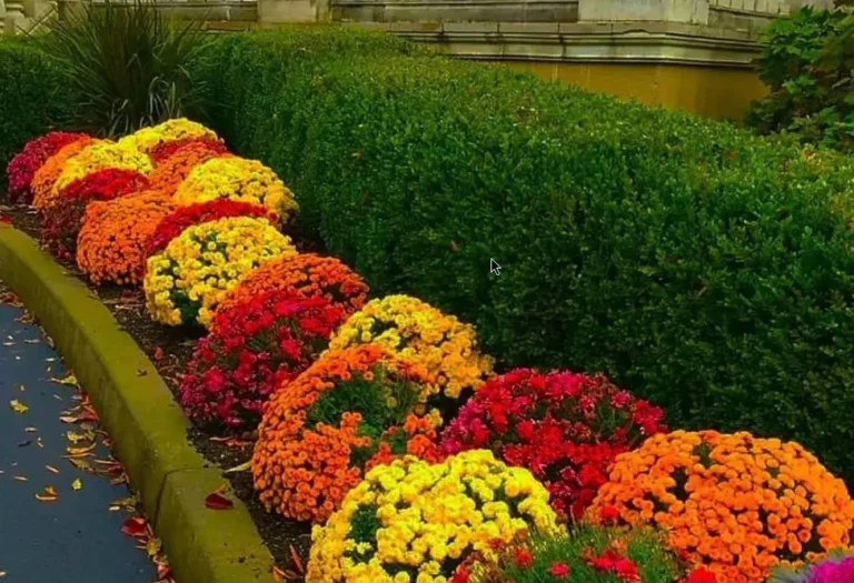 Хризантемы в саду