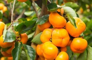 хурма на дереві