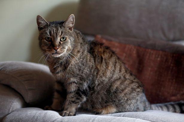 В Англии умер самый старший кот на планете