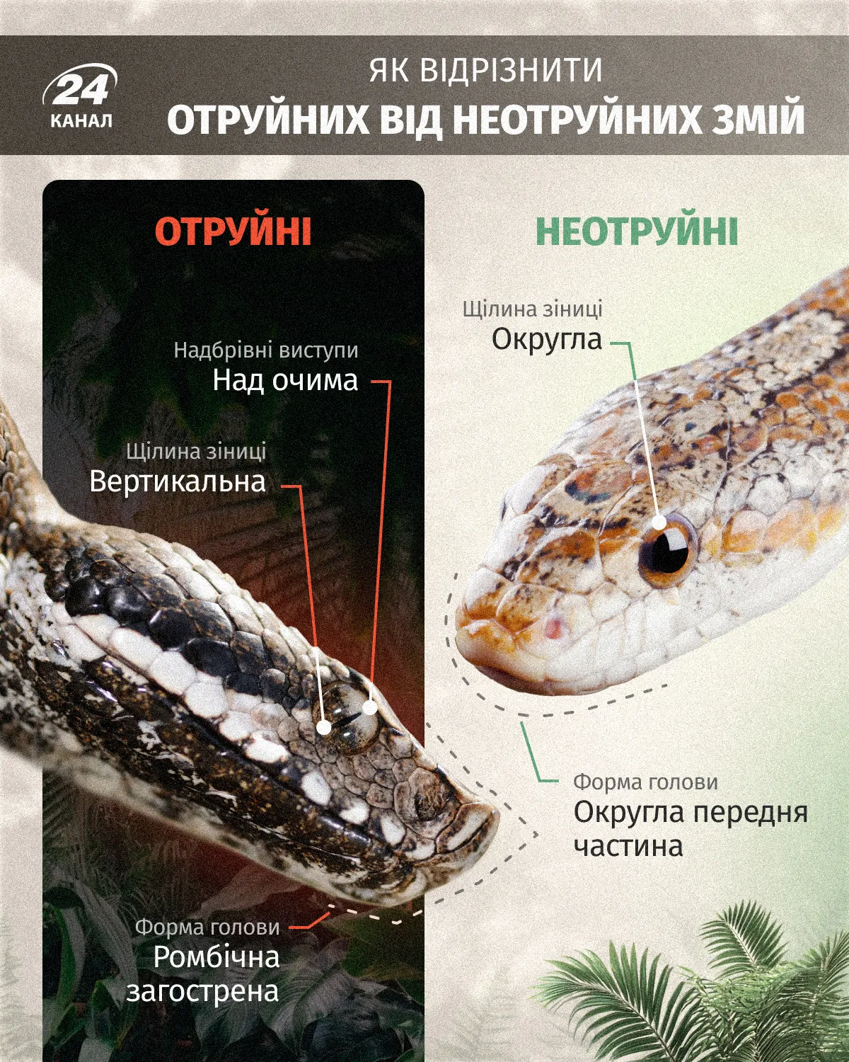 змея