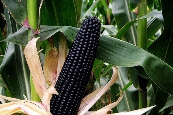 Черная кукуруза - панацея от многих болезней