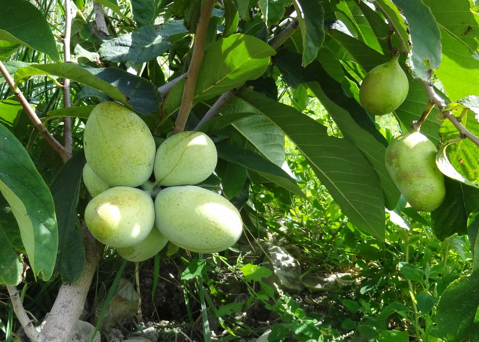 Зеленый фрукт растет в Абхазии