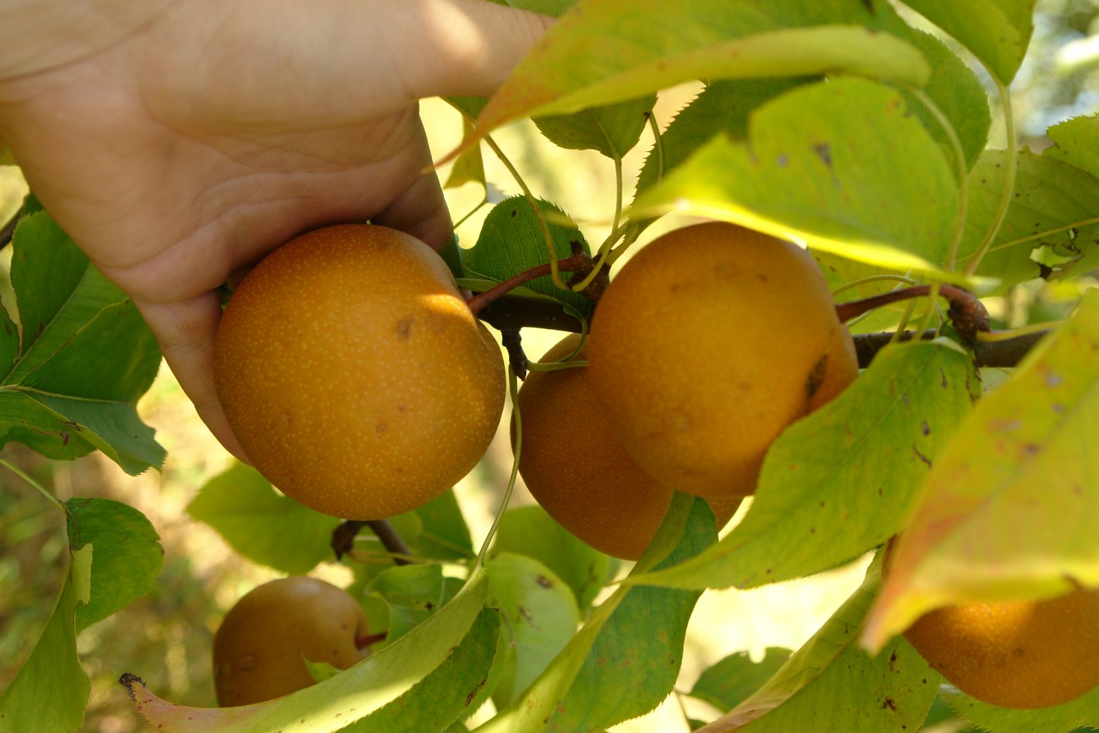 японская груша фото плоды куст