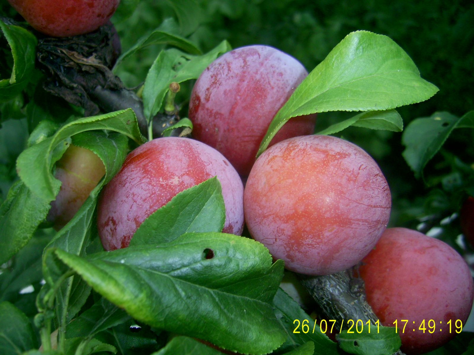 Плоды у гибрида небольшие и вкусные
