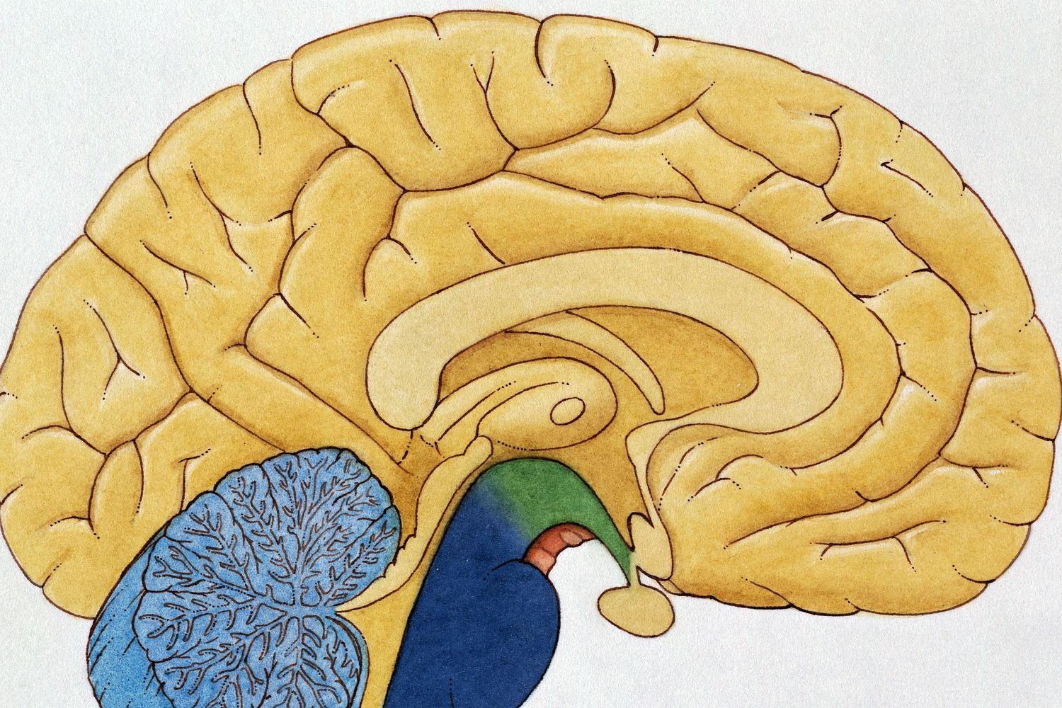 Пищевой центр в мозге