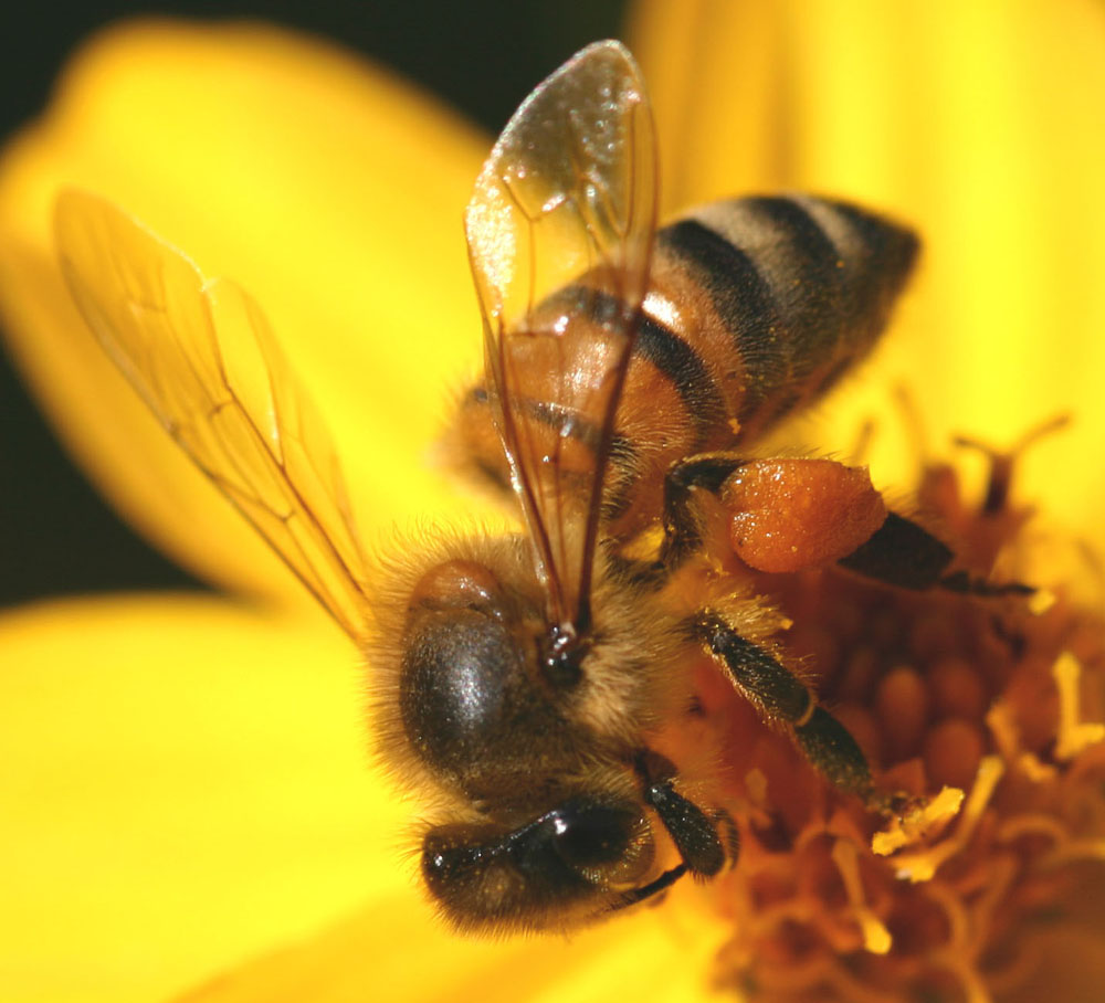 Прополис - полезный продукт пчеловодства