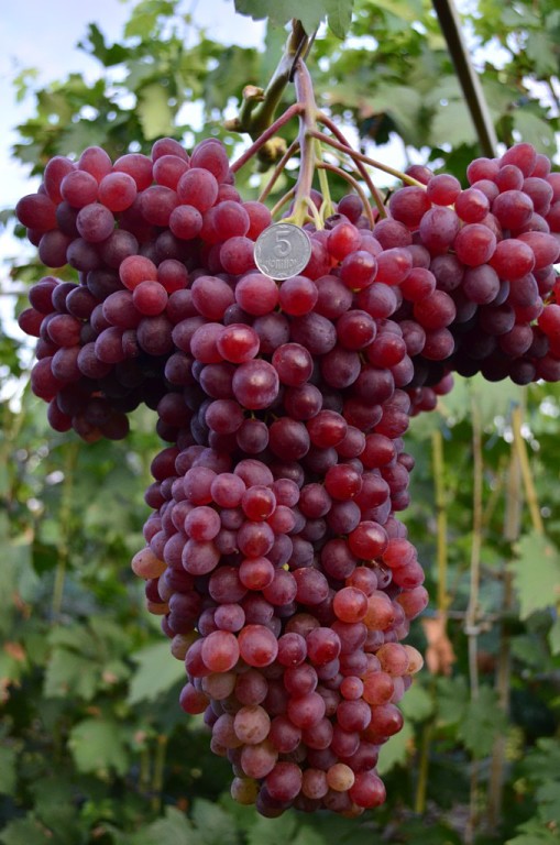 По мнению садовода виноград обязательно должен расти на участке