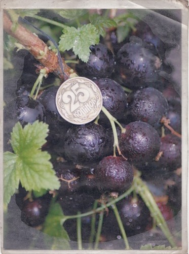 Черный бумер - единственный сорт смородины, который выращивает Косенко