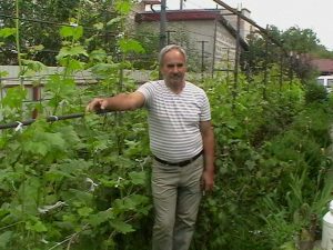 Виноградарь Степан Рощенюк