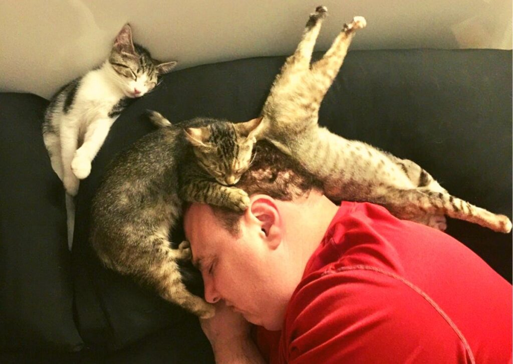 кошки
