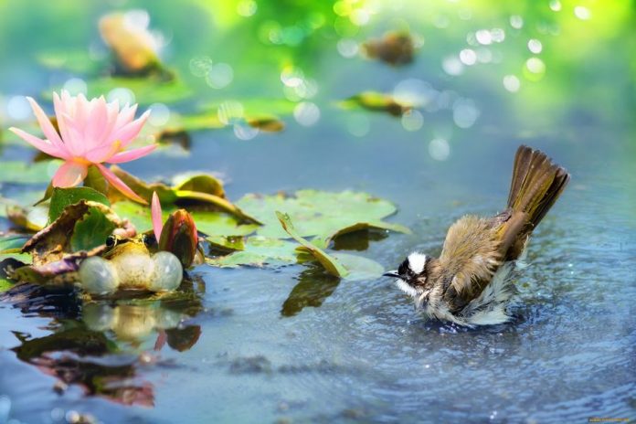 пташка купається у воді