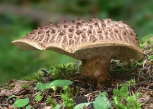 Ункальний гриб -їжовик строкатий
