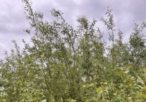 Каховське водосховище