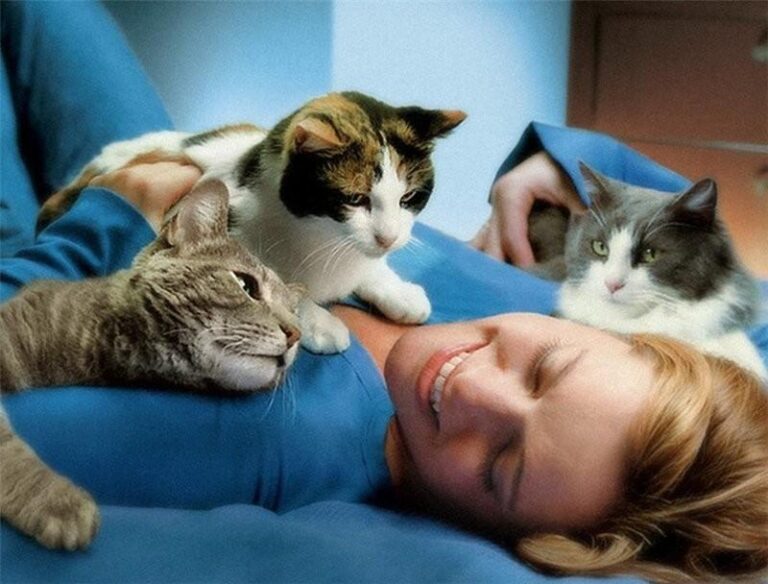 лечение котами
