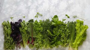 зелень для сушки