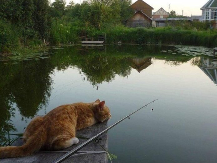 кот на рыбалке
