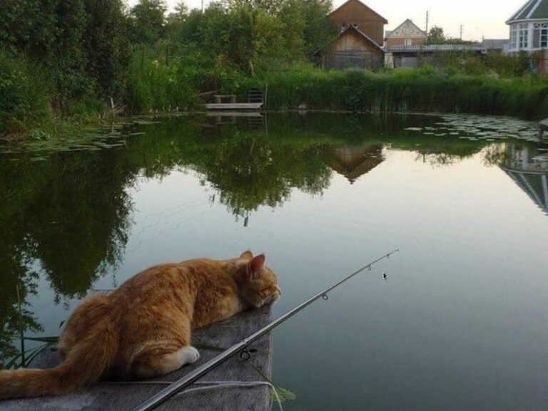 кот на рыбалке