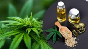 Медичний канабіс