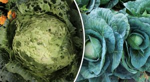 Блошка на капусте