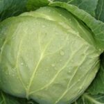 капуста харківська зимова