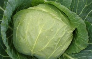 капуста харківська зимова