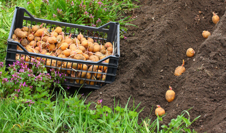 Названы 5 лучших сортов картофеля, которые не оставят без урожая