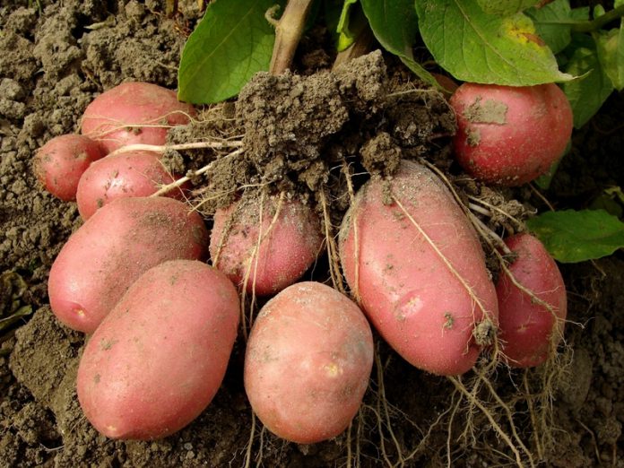 Как правильно вырастить картофель