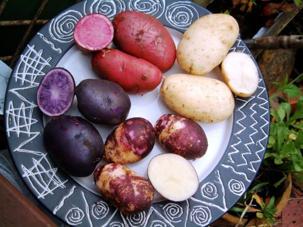 картофель