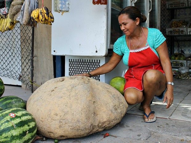 Фермер из Бразилии вырастил картофелину весом 80 кг (ФОТО)
