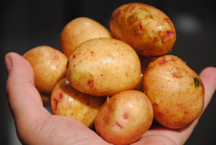 Для получения качественного урожая картофель нужно обновлять