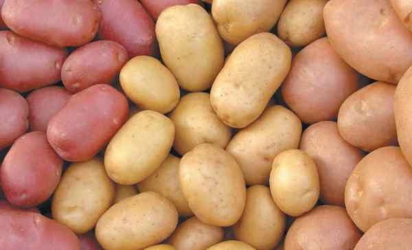 Стала известна страна, которая лидирует по урожайности картофеля в мире
