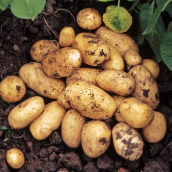 Эксперт рассказала, когда стоит ожидать снижения цен на картофель