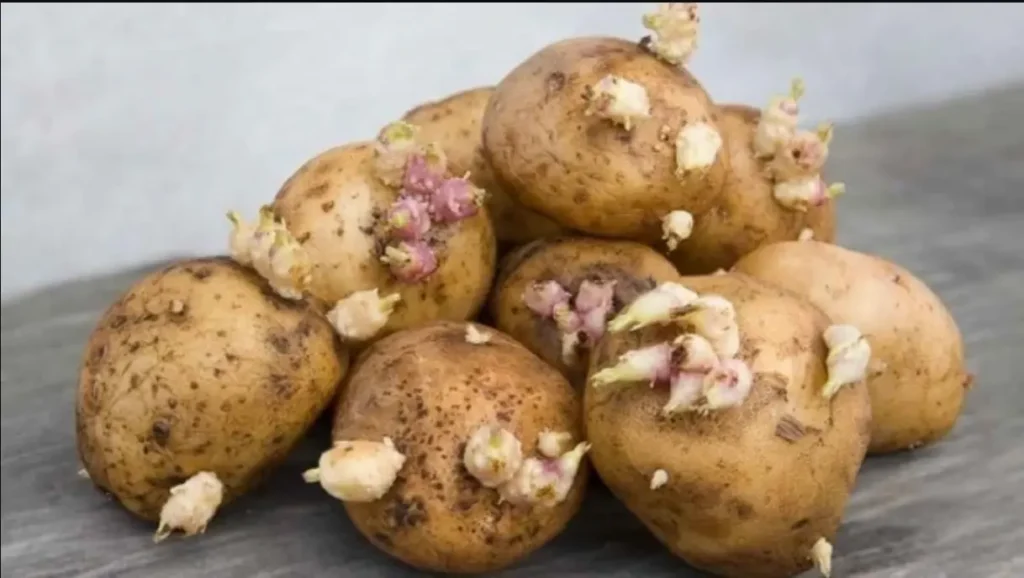 картофель