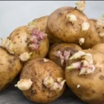 картофель