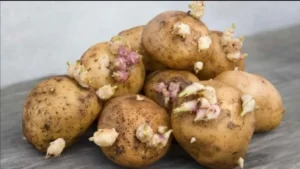 картофель