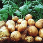 картофель коломбо