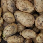 картопля Королева Анна