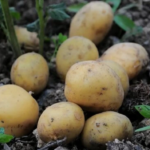 картопля на городі