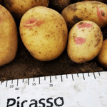 картофель Пикассо