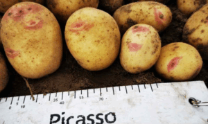 картофель Пикассо