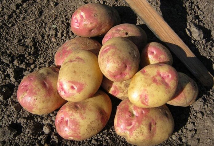 картопляПікассо