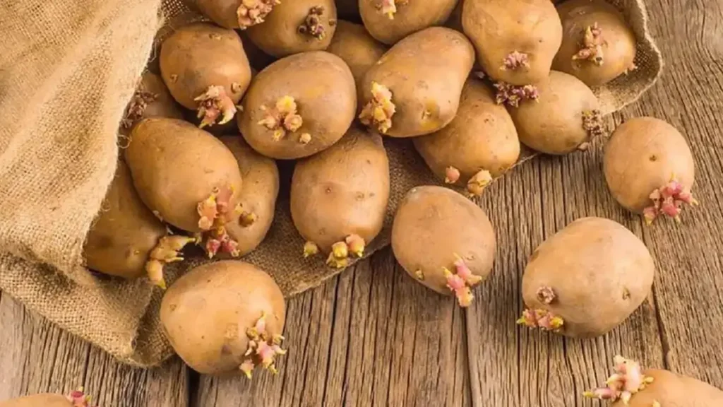 картопля проросла