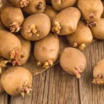 картопля проросла